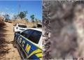 Corpo em estado de decomposição é encontrado em chácara em Aparecida de Goiânia