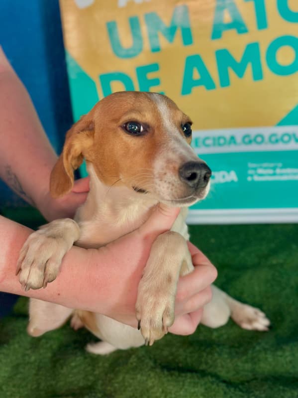 feira de adoção de pets