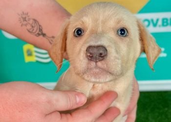 Feira “Deu Match com Meu Pet” promove adoção responsável em Aparecida de Goiânia