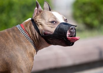 Câmara de Goiânia aprova projeto que exige uso de focinheira para cães de raças perigosas