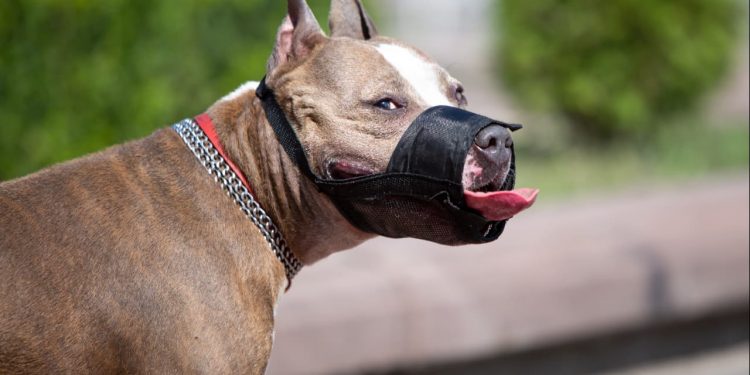 Câmara de Goiânia aprova projeto que exige uso de focinheira para cães de raças perigosas