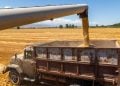 Duas cidades de Goiás estão entre as maiores em valor de produção agrícola do país