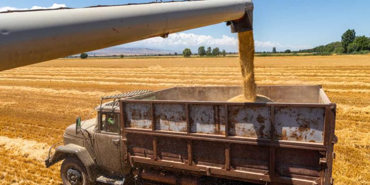 Duas cidades de Goiás estão entre as maiores em valor de produção agrícola do país