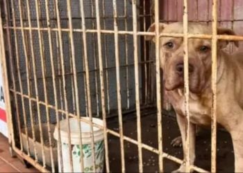Mãe recebe perdão judicial após filho de 4 anos morrer em ataque de pit bull em Goiás