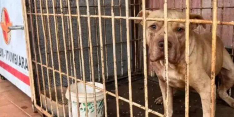 Mãe recebe perdão judicial após filho de 4 anos morrer em ataque de pit bull em Goiás