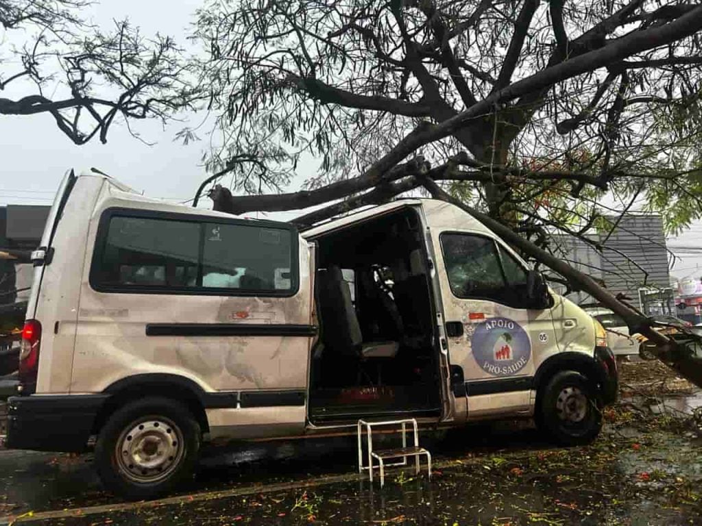 queda de árvore em Goiânia