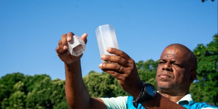 Goiás realiza soltura de mosquitos Aedes aegypti que não transmitem doenças