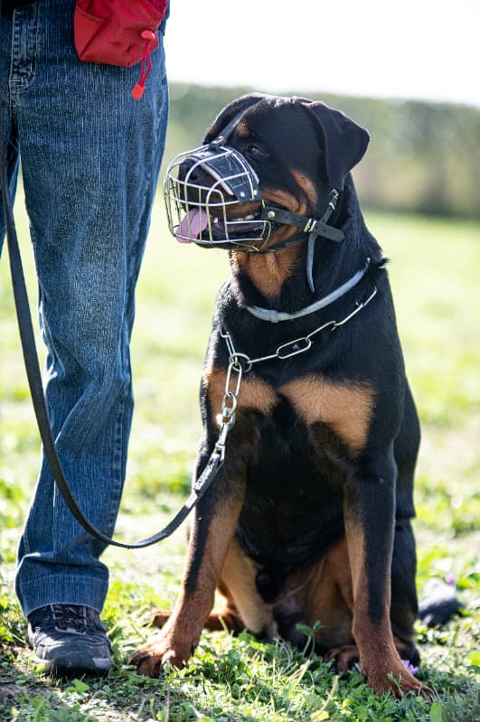 uso de focinheira para cães
