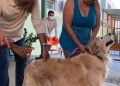 Goiânia terá 288 postos de vacinação antirrábica para cães e gatos em outubro; veja onde