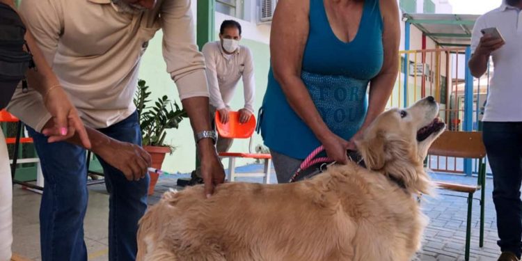 Goiânia terá 288 postos de vacinação antirrábica para cães e gatos em outubro; veja onde