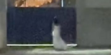 Mulher vestida de noiva é flagrada caminhando em frente a cemitério em Goiás; vídeo