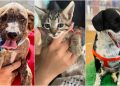 Goiânia e Aparecida realizam feiras de adoção de cães e gatos neste sábado (18)