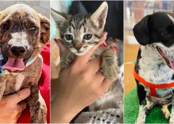 Goiânia e Aparecida realizam feiras de adoção de cães e gatos neste sábado (18)