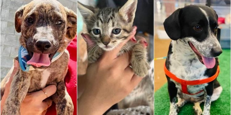 Goiânia e Aparecida realizam feiras de adoção de cães e gatos neste sábado (18)