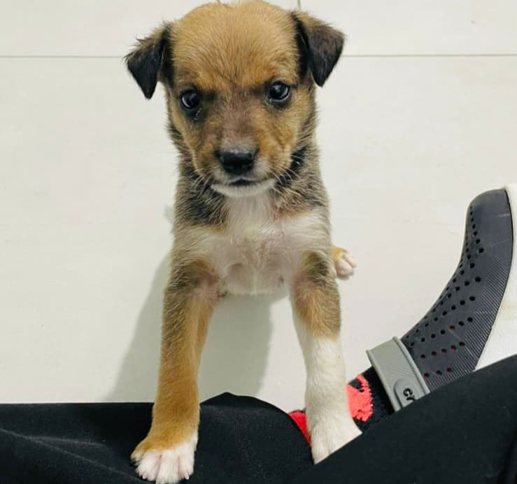 adoção de pets Goiânia