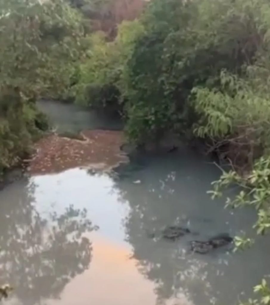 morte de peixes em Trindade
