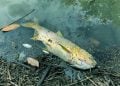Semad investiga morte de peixes em córrego de Trindade