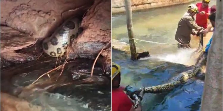 Sucuri gigante é encontrada em hotel de Rio Quente e assusta banhistas; veja vídeo