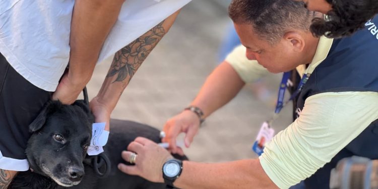 Goiânia realiza ação de vacinação antirrábica neste sábado (8); confira os locais