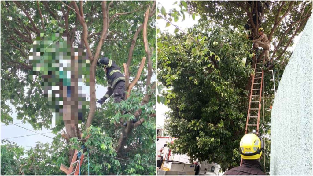 choque elétrico poda de árvore