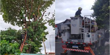 Jovem morre após levar choque durante poda de árvore, em Caldas Novas