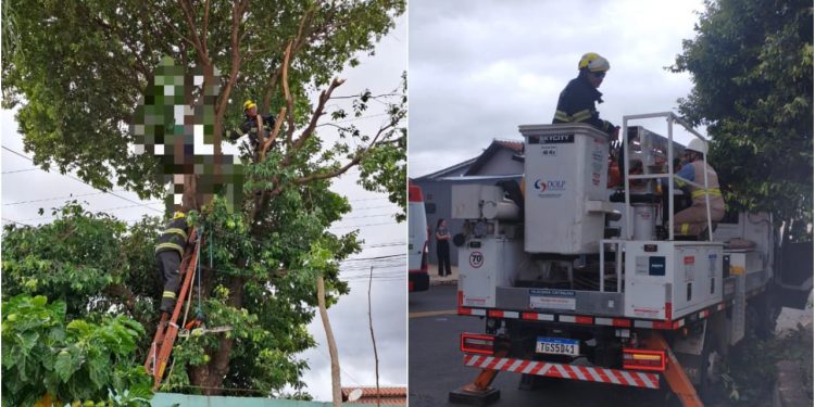 Jovem morre após levar choque durante poda de árvore, em Caldas Novas