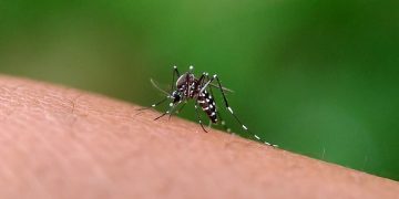 Goiânia registra redução de 47% nos casos de dengue em 2025