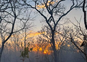 Incêndios atingem áreas de Cerrado na Chapada dos Veadeiros