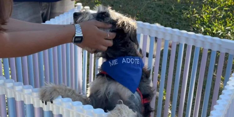 Aparecida de Goiânia realiza feira de adoção de pets neste sábado (15)