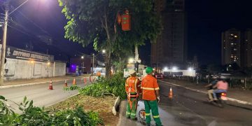 Goiânia intensifica poda de jamelões em avenidas com chegada das chuvas