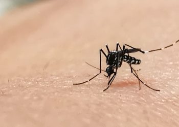 Dengue cresce 16% em Goiás e sorotipo 3 passa a predominar em 2026
