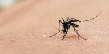 Dengue cresce 16% em Goiás e sorotipo 3 passa a predominar em 2026