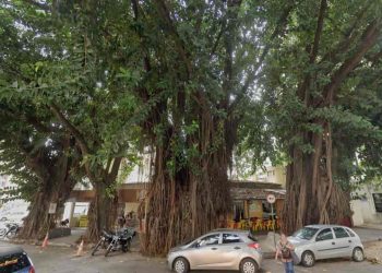 MPGO recomenda suspensão do corte de gameleiras na Praça da Cirrose, em Goiânia