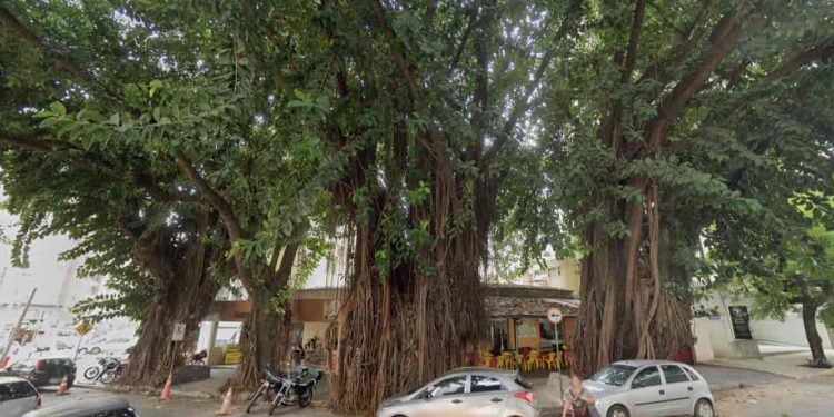 MPGO recomenda suspensão do corte de gameleiras na Praça da Cirrose, em Goiânia