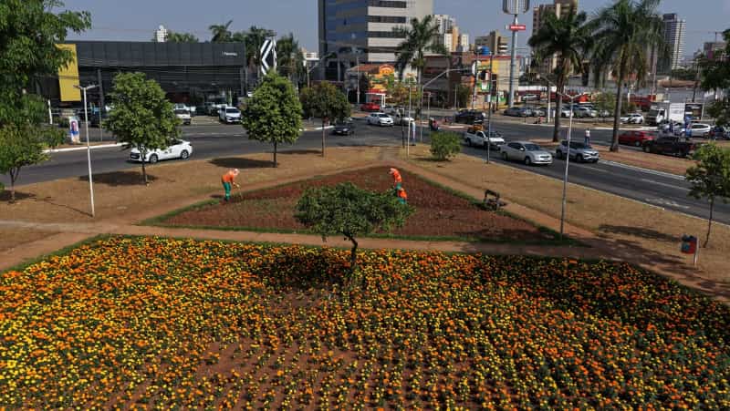 Mudas de flores