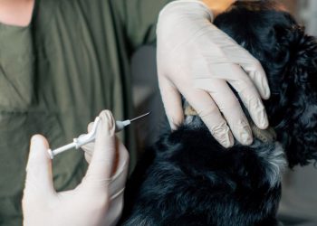 Aparecida de Goiânia terá Dia D de vacinação antirrábica para cães e gatos em setembro