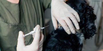 Aparecida de Goiânia terá Dia D de vacinação antirrábica para cães e gatos em setembro