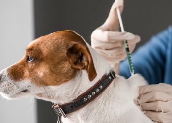 Goiânia terá campanha de vacinação antirrábica para cães e gatos em setembro